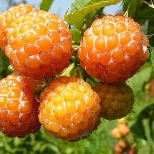 Малина КУМБЕРЛЕНД желтая в Слониме
