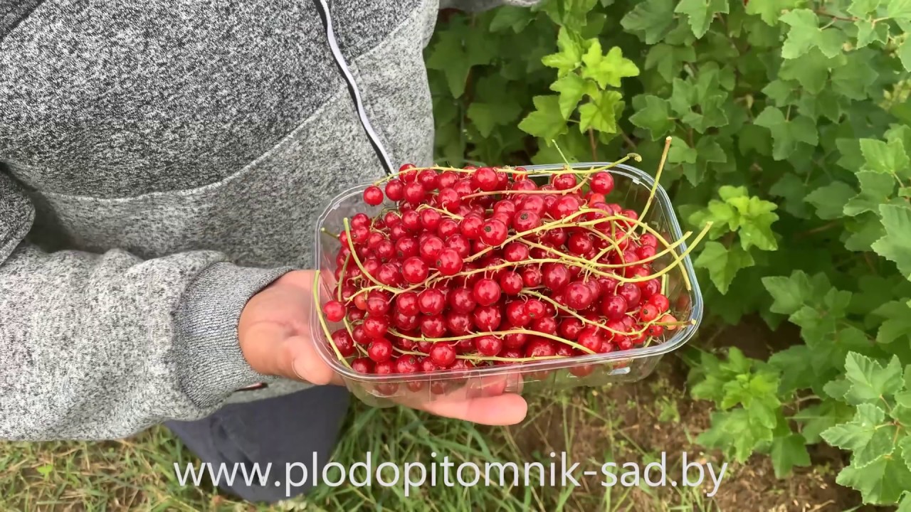 Превью видео