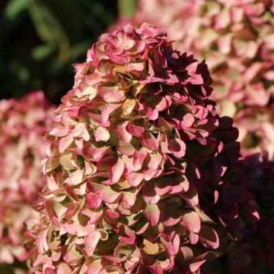 Мэджикал в Слониме