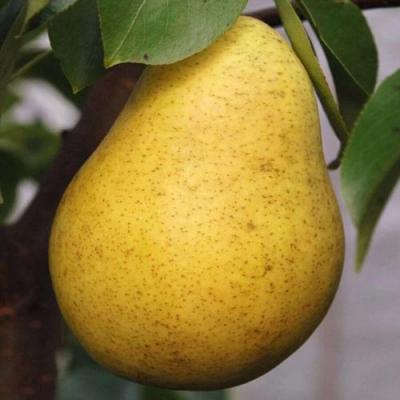 Крупная в Слониме