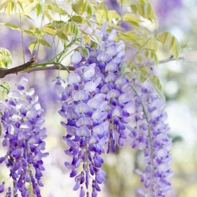 Глициния в Слониме