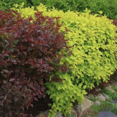 Калинолистный в Слониме