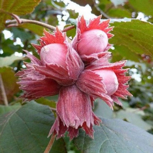 Фундук СКАРЛЕТТ в Слониме