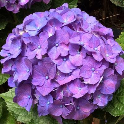 Фиолетовая в Слониме