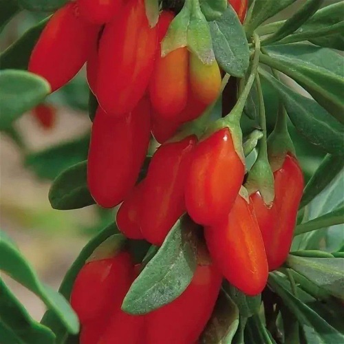 Годжи ВЯЧЕСЛАВ в Слониме