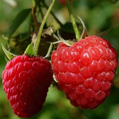 Кустовая в Слониме