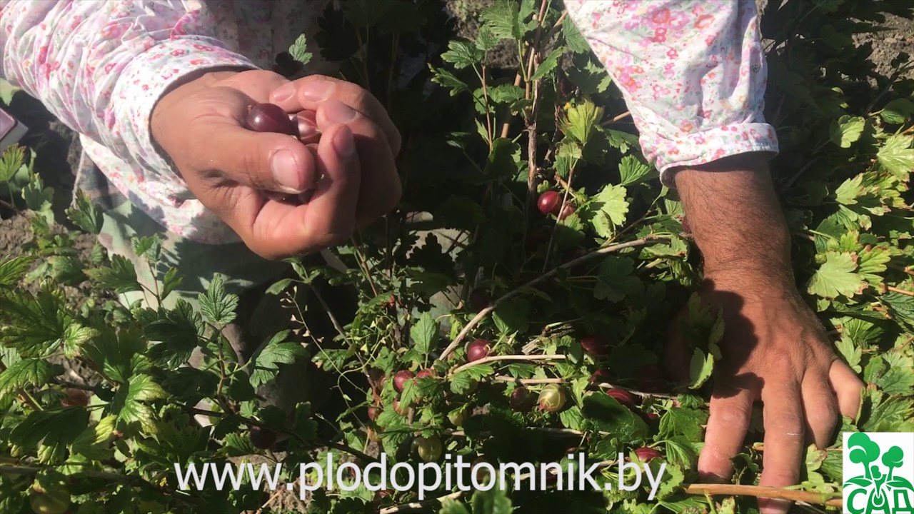 Превью видео