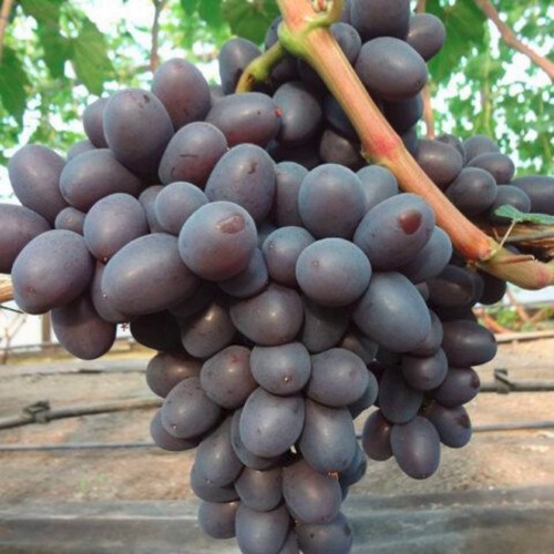 Виноград ПОДАРОК НЕСВЯТАЯ в Слониме