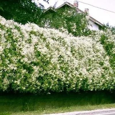 Фаллопия в Слониме