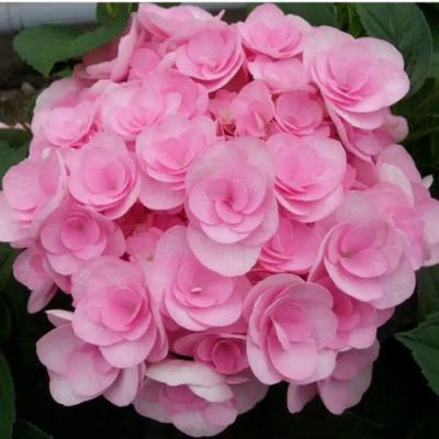 Махровая в Слониме