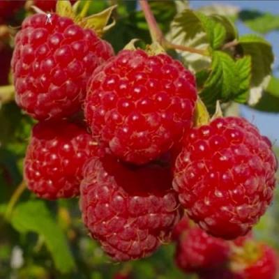 Ранняя в Слониме