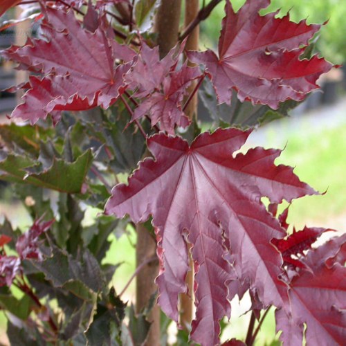 Клен КРИМСОН СЕНТРИ остролистный в Слониме