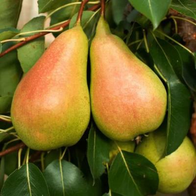 Сладкая в Слониме