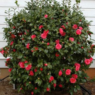 Камелия в Слониме