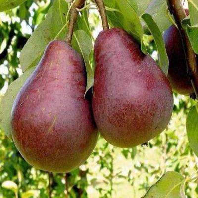 Красная в Слониме