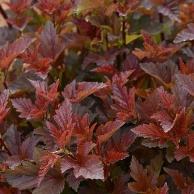 Красный в Слониме