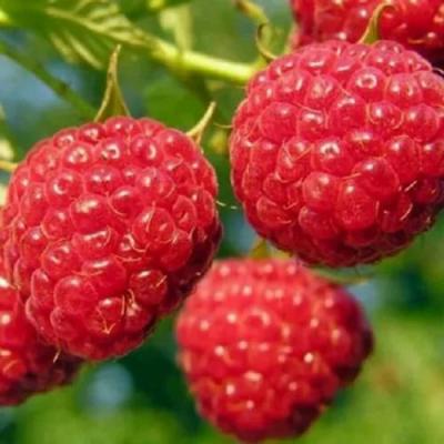 Поздняя в Слониме