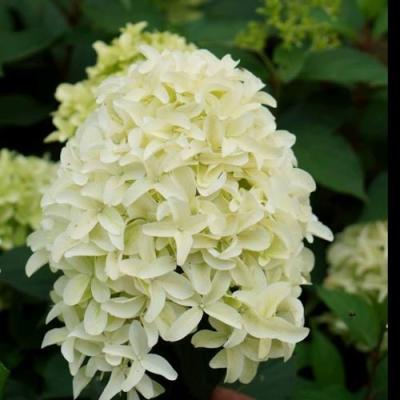 Средние в Слониме