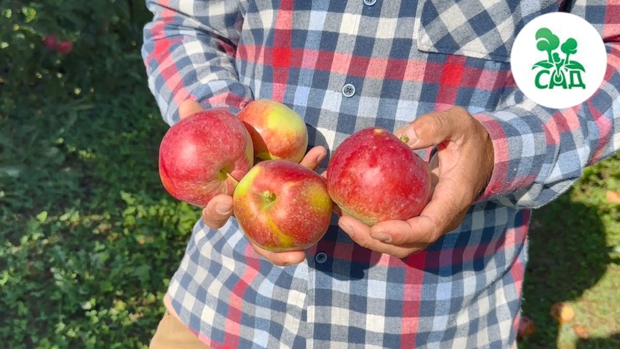 Превью видео