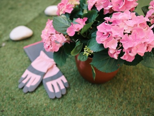 уход за гортензиями в горшках.jpg