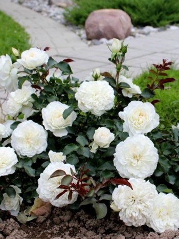 Роза ВАЙТ МЕЙДИЛАНД почвопокровна.jpg
