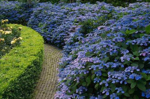 гортензия пильчатая.jpg