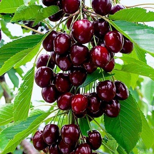 саженцы кисло-сладкой черешни.jpg