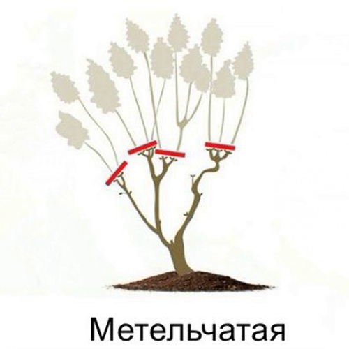 схема обрезки метельчатой гортензии.jpg