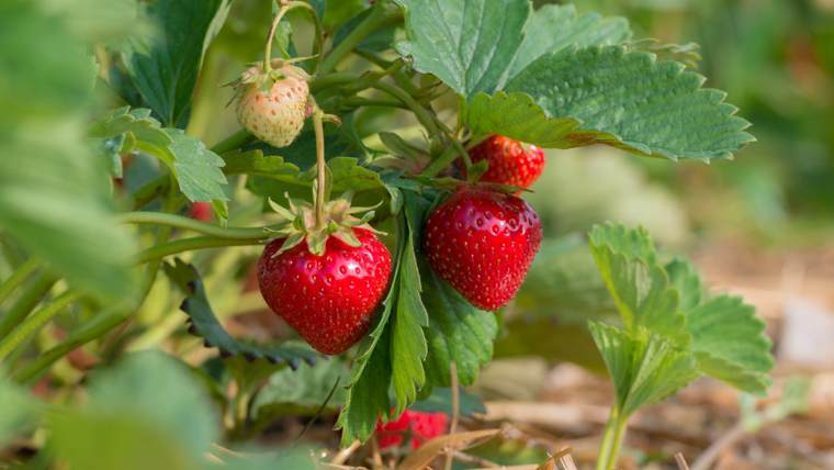 Ремонтантная клубника.jpeg