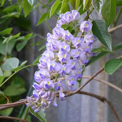 Глициния макростахия БЛЮ МУН в Слониме