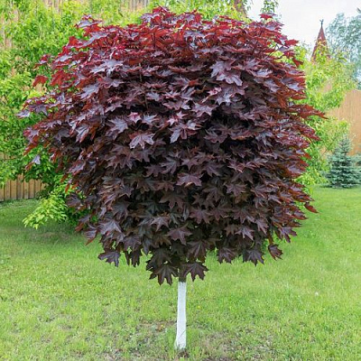 Клен красный в Слониме