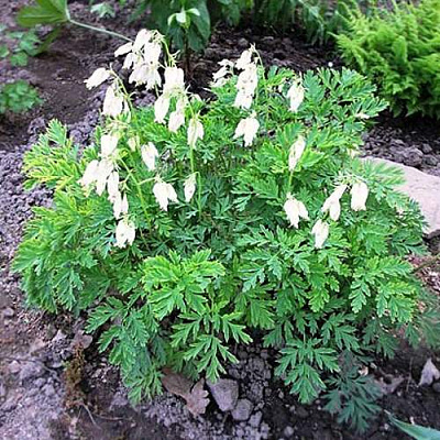 Дицентра красивая АВРОРА в Слониме