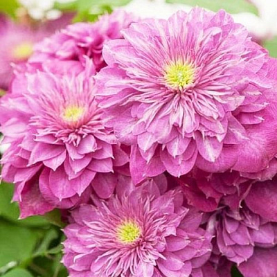 Клематис КАЙЗЕР в Слониме