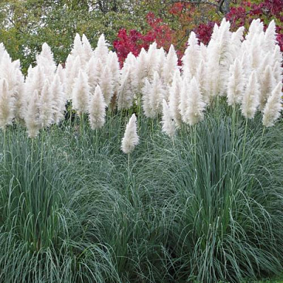 Кортадерия белая (пампасная трава) в Слониме