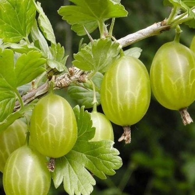 Крыжовник УРАЛЬСКИЙ ИЗУМРУД в Слониме
