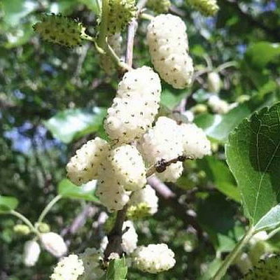 Шелковица БЕЛАЯ МЕДОВАЯ в Слониме