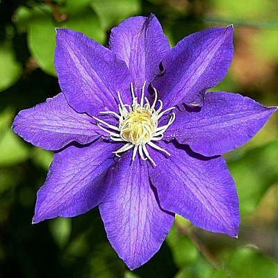 Клематис ЗЕ ПРЕЗИДЕНТ в Слониме