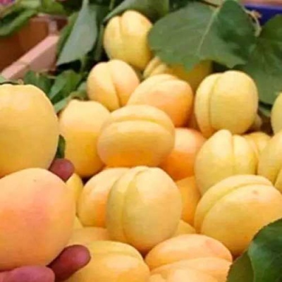 Абрикос АНАНАСНЫЙ в Слониме