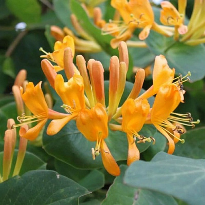 Жимолость ТЕЛЬМАНА в Слониме