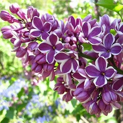 Сирень СЕНСАЦИЯ (привитая) в Слониме