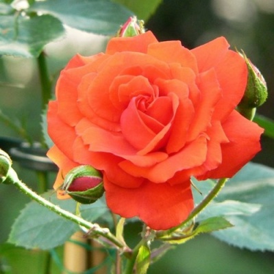 Роза АНЖЕЛИКА чайно-гибридная  в Слониме