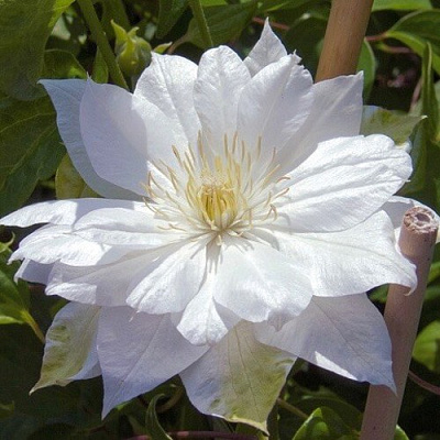 Клематис ДАЧЕСС ОФ ЭДИНБУРГ в Слониме