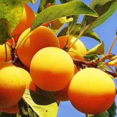 Слива МЕДОВАЯ ЖЁЛТАЯ в Слониме