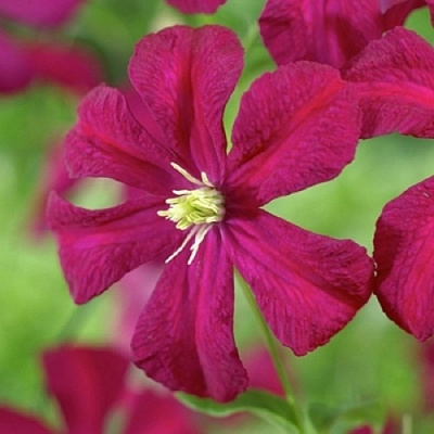 Клематис МАДАМ ДЖУЛИЯ КОРРЕВОН в Слониме