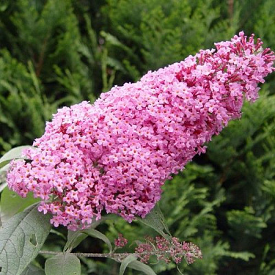 Буддлея давида ПИНК ДЕЛАЙТ в Слониме