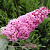 Буддлея давида ПИНК ДЕЛАЙТ в Слониме