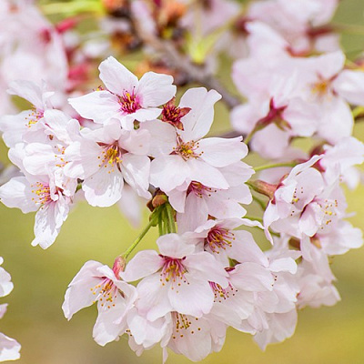 Сакура КОЙО НО МАЙ в Слониме