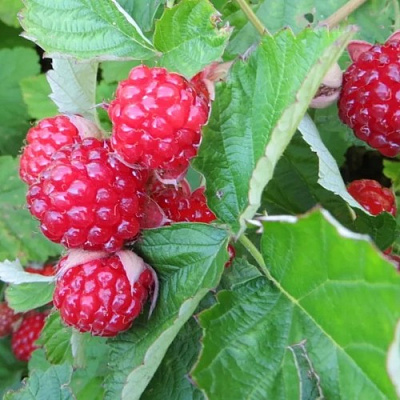 Ежемалина РЕД ДАЙМОНД в Слониме