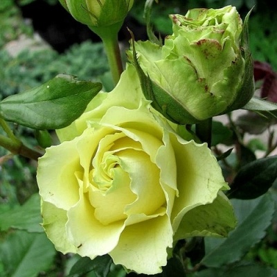 Роза ЛИМБО (ДОЛЛАР) чайно-гибридная  в Слониме