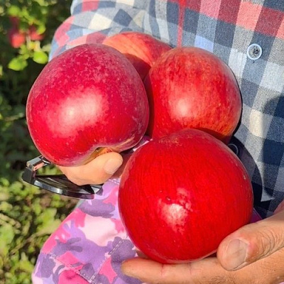 Яблоня ПАМЯТЬ СЮБАРОВОЙ в Слониме